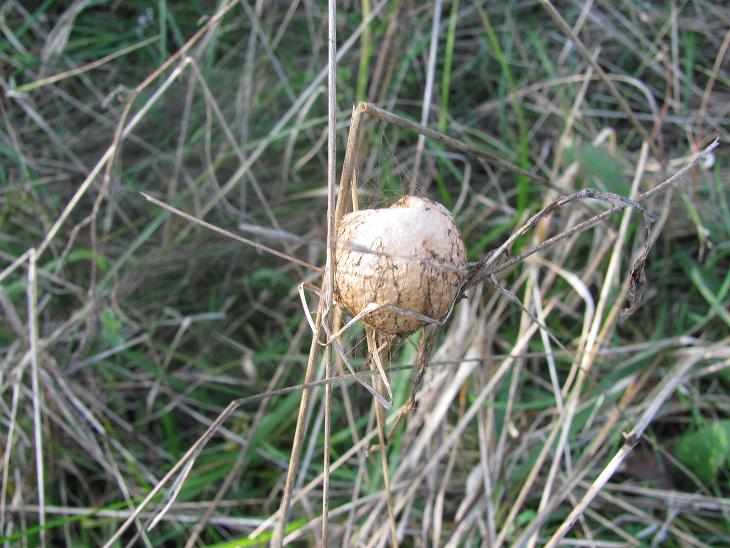 Ovisacco di Argiope bruennichi - Sostegno (BI)